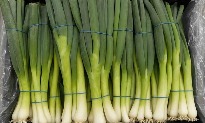 Fresh green onions packed in crates during export quality inspection at an Egyptian packing station