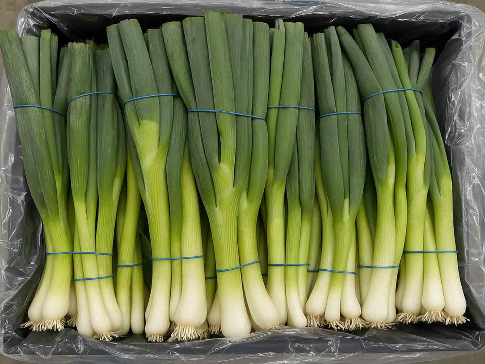 Fresh green onions packed in crates during export quality inspection at an Egyptian packing station