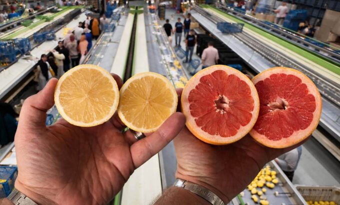 Lemon and grapefruit quality inspection inside an Egyptian export packing station