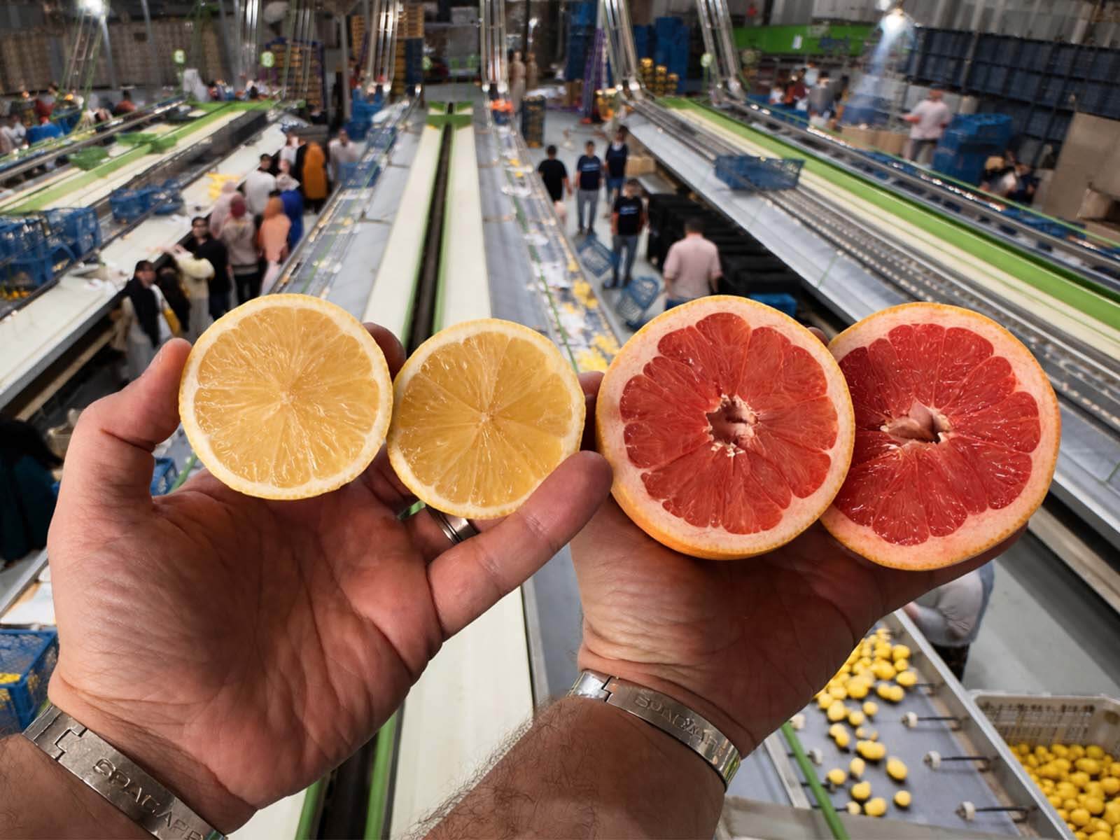 Lemon and grapefruit quality inspection inside an Egyptian export packing station