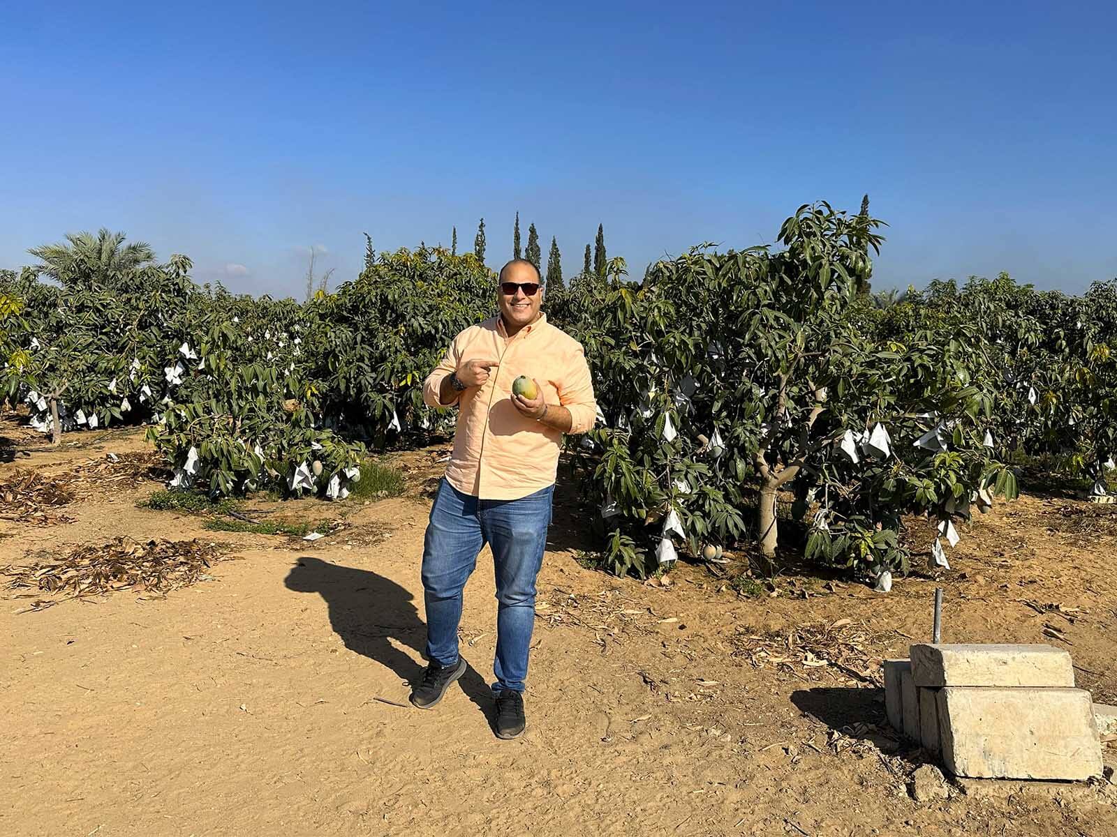 Mango farm visit in Egypt by Next Step for Export, inspecting mango crop conditions before harvest for export planning