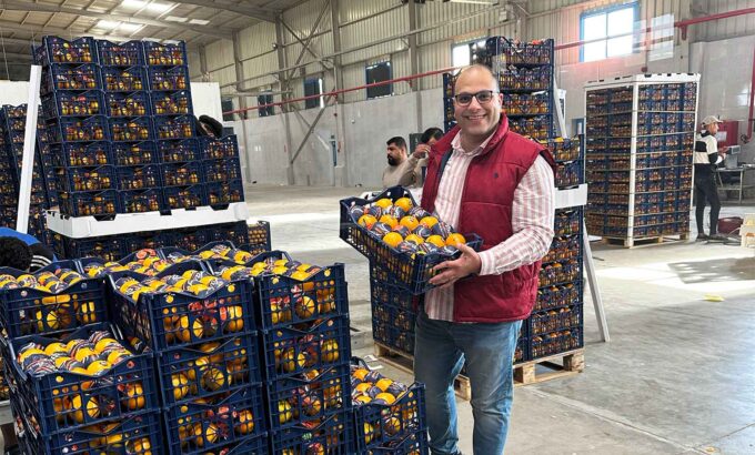 Orange packing station visit in Egypt focusing on export quality control, handling, and packaging of fresh oranges