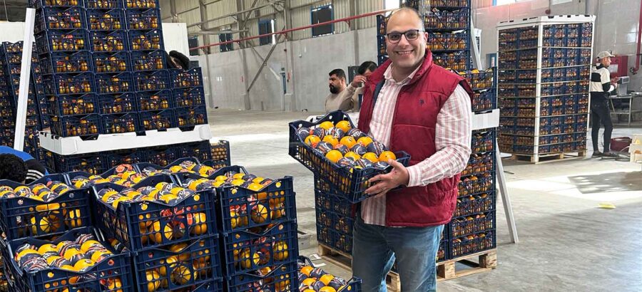 Orange packing station visit in Egypt focusing on export quality control, handling, and packaging of fresh oranges