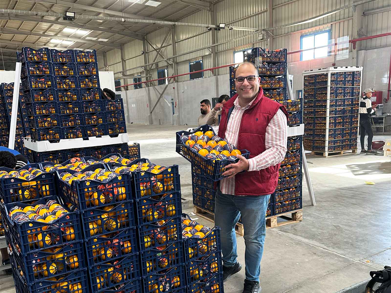 Orange packing station visit in Egypt focusing on export quality control, handling, and packaging of fresh oranges