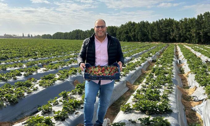 Strawberry farm visit in Egypt showing fresh strawberries harvested from the field as part of export quality monitoring.