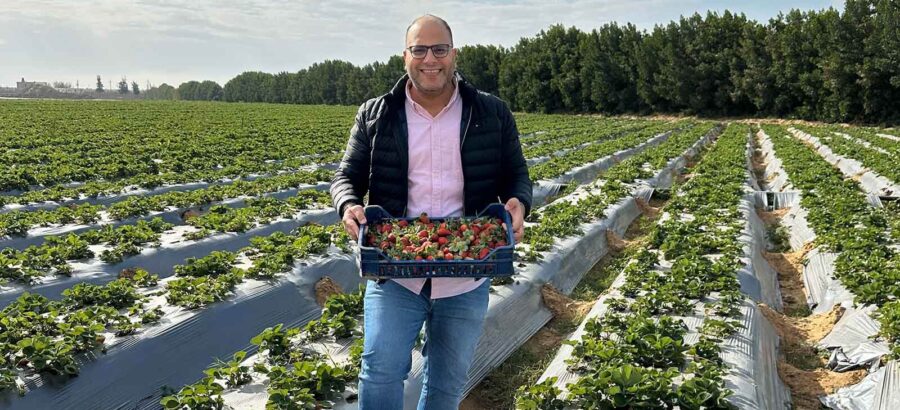 Strawberry farm visit in Egypt showing fresh strawberries harvested from the field as part of export quality monitoring.
