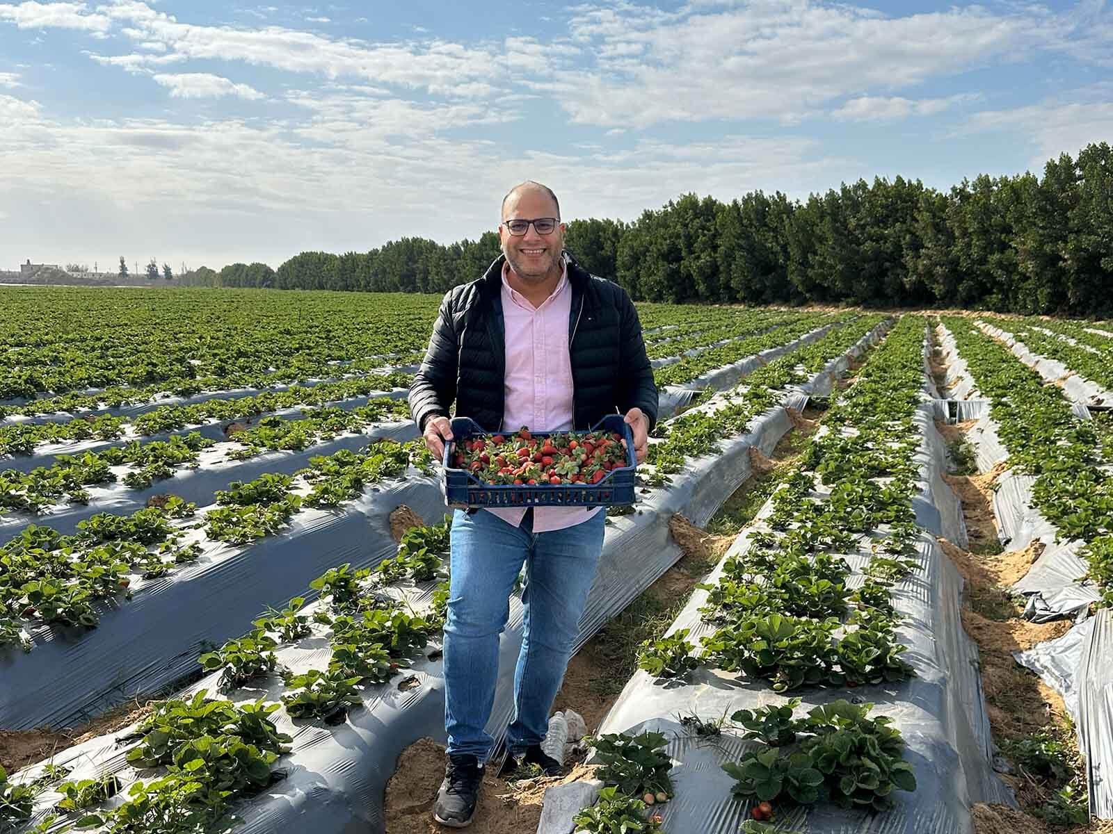 Strawberry farm visit in Egypt showing fresh strawberries harvested from the field as part of export quality monitoring.